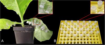 The Gustavus Gene Can Regulate the Fecundity of the Green Peach Aphid, Myzus persicae (Sulzer)